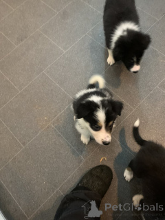 Zdjęcie №2 do zapowiedźy № 135171 na sprzedaż  border collie - wkupić się Niemcy prywatne ogłoszenie