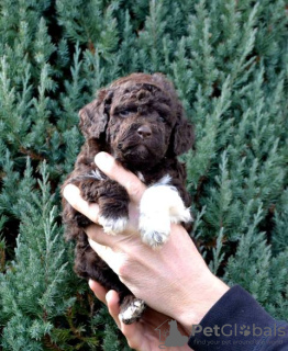 Zdjęcie №2 do zapowiedźy № 134052 na sprzedaż  lagotto romagnolo - wkupić się Serbia 