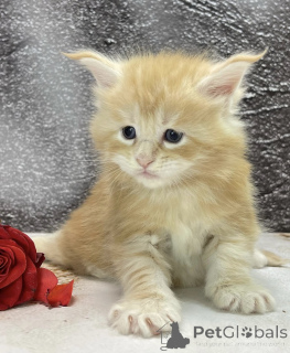 Zdjęcie №2 do zapowiedźy № 163324 na sprzedaż  maine coon - wkupić się Niemcy hodowca