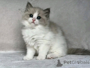 Zdjęcie №3. Adopcja Ragdoll-Kätzchen Zur. Niemcy
