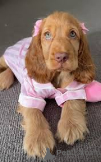 Zdjęcie №3. Chiots Cocker Spaniel Américain disponibles pour leurs nouvelles fakssimil. Wielka Brytania