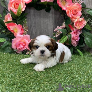 Zdjęcie №2 do zapowiedźy № 42825 na sprzedaż  shih tzu - wkupić się USA hodowca