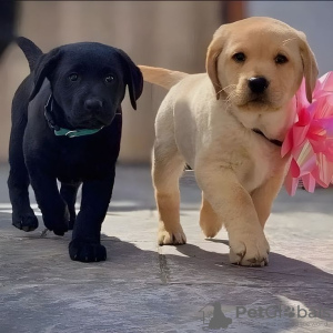 Zdjęcie №1. labrador retriever - na sprzedaż w Aarau | Bezpłatny | Zapowiedź №130479