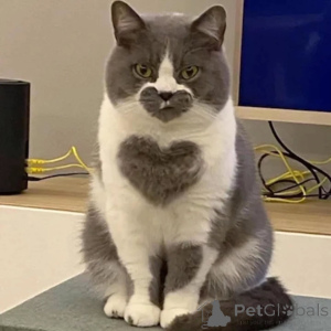 Zdjęcie №2 do zapowiedźy № 156724 na sprzedaż  kot brytyjski krótkowłosy - wkupić się Niemcy prywatne ogłoszenie