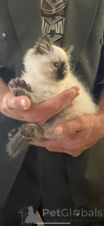 Zdjęcie №4. Sprzedam ragdoll w Albacete. hodowca - cena - 1913zł