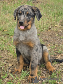 Zdjęcie №1. owczarek francuski beauceron - na sprzedaż w Souprosse | 7175zł | Zapowiedź №143487