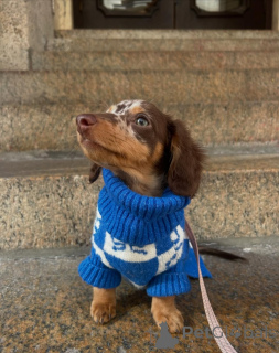 Zdjęcie №2 do zapowiedźy № 163062 na sprzedaż  jamnik - wkupić się Finlandia prywatne ogłoszenie, ze schronu