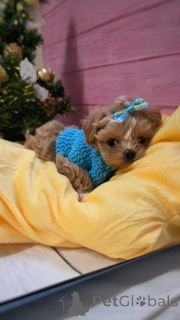 Zdjęcie №2 do zapowiedźy № 159054 na sprzedaż  pudel (zabawka) - wkupić się Niemcy ze schronu, hodowca