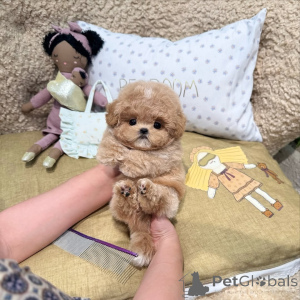 Zdjęcie №1. pudel (zabawka) - na sprzedaż w Berlin | 2631zł | Zapowiedź №167645