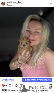 Zdjęcie №1. maltipu - na sprzedaż w Mińsk | 9268zł | Zapowiedź №160086