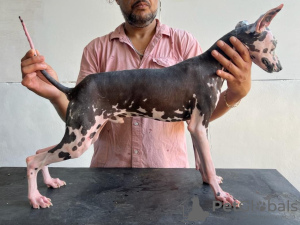Zdjęcie №1. nagi pies meksykański - na sprzedaż w Mexico City | 9428zł | Zapowiedź №95673