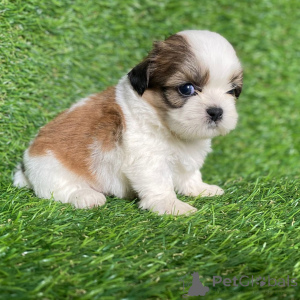 Zdjęcie №2 do zapowiedźy № 168256 na sprzedaż  shih tzu - wkupić się Dania prywatne ogłoszenie