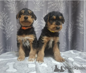 Zdjęcie №1. airedale terrier - na sprzedaż w Berlin | negocjowane | Zapowiedź №175280