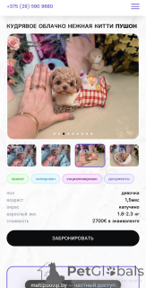 Zdjęcie №1. maltipu - na sprzedaż w Mińsk | 8341zł | Zapowiedź №165182