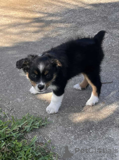 Zdjęcie №1. owczarek australijski - na sprzedaż w Hammersbach | 4305zł | Zapowiedź №150658