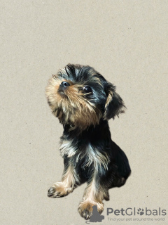 Zdjęcie №3. Szczeniaki yorkshire terrier. Gruzja