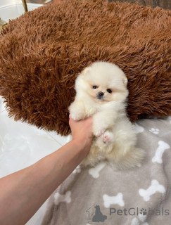 Zdjęcie №3. Pomeranian Spitz. Niemcy