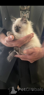 Zdjęcie №2 do zapowiedźy № 161655 na sprzedaż  ragdoll - wkupić się Hiszpania hodowca