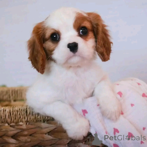 Zdjęcie №2 do zapowiedźy № 137580 na sprzedaż  cavalier king charles spaniel - wkupić się Niemcy prywatne ogłoszenie, hodowca