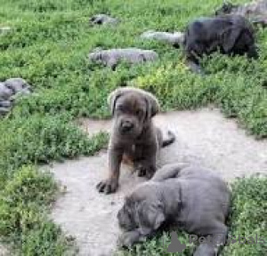 Zdjęcie №1. cane corso - na sprzedaż w Mediolan | 4784zł | Zapowiedź №165794