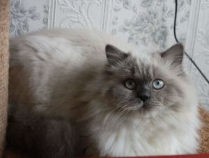 Zdjęcie №1. kot brytyjski długowłosy - na sprzedaż w Tomsk | 1651zł | Zapowiedź № 6122