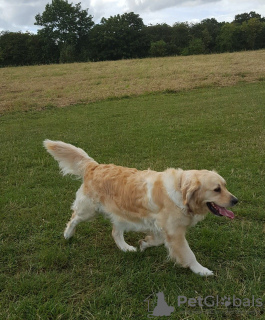 Zdjęcie №2 do zapowiedźy № 99343 na sprzedaż  amerykański pitbulterier - wkupić się Niemcy 