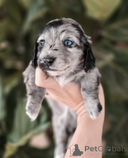 Zdjęcie №1. jamnik - na sprzedaż w Berno | negocjowane | Zapowiedź №155449