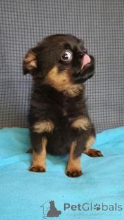 Zdjęcie №3. Dziewczyna Petit Brabançon. Federacja Rosyjska