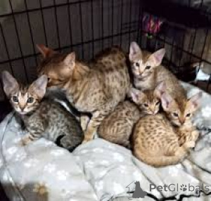 Zdjęcie №1. ocicat - na sprzedaż w Paryż | 2392zł | Zapowiedź № 165514