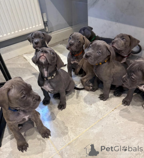 Zdjęcie №1. cane corso - na sprzedaż w pomostową | 1674zł | Zapowiedź №178858