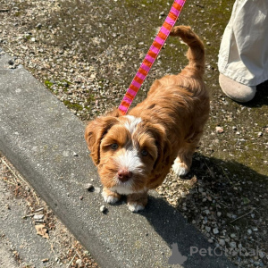 Zdjęcie №2 do zapowiedźy № 156417 na sprzedaż  labradoodle - wkupić się Szwajcaria prywatne ogłoszenie