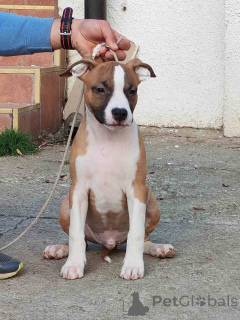 Zdjęcie №1. staffordshire bull terrier - na sprzedaż w Požarevac | negocjowane | Zapowiedź №156340