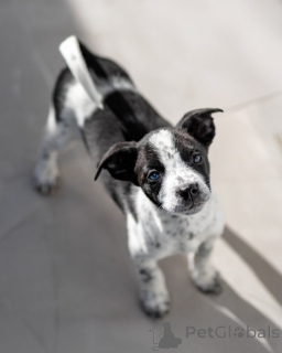 Zdjęcie №2 do zapowiedźy № 161492 na sprzedaż  pies nierasowy - wkupić się Federacja Rosyjska prywatne ogłoszenie