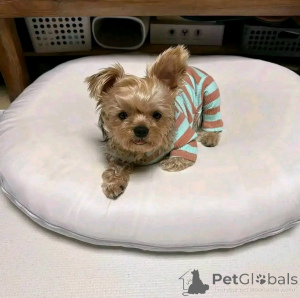 Zdjęcie №2 do zapowiedźy № 163067 na sprzedaż  yorkshire terrier - wkupić się Finlandia prywatne ogłoszenie, ze schronu