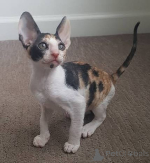 Zdjęcie №3. TICA zarejestrowała kocięta Cornish Rex szukające nowych domów. Estonia