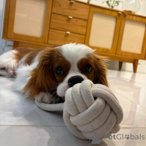 Zdjęcie №1. cavalier king charles spaniel - na sprzedaż w Cassandreia | negocjowane | Zapowiedź №155458