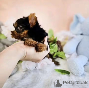 Zdjęcie №2 do zapowiedźy № 176122 na sprzedaż  yorkshire terrier biewer - wkupić się USA hodowca