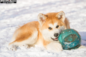 Zdjęcie №3. Szczeniak Akita Inu. Federacja Rosyjska