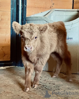 Zdjęcie №2 do zapowiedźy № 132675 na sprzedaż   - wkupić się Australia prywatne ogłoszenie