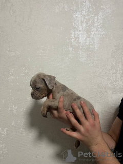Zdjęcie №2 do zapowiedźy № 132735 na sprzedaż  american bully - wkupić się Federacja Rosyjska hodowca