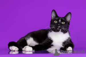 Zdjęcie №4. Sprzedam  w Rzeka Moskwa. od żłobka - cena - Bezpłatny