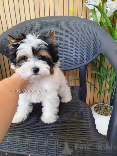 Zdjęcie №1. yorkshire terrier biewer - na sprzedaż w Tbilisi | negocjowane | Zapowiedź №174825