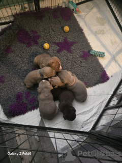 Zdjęcie №4. Sprzedam buldog angielski w Freiburg im Breisgau. prywatne ogłoszenie - cena - 2795zł