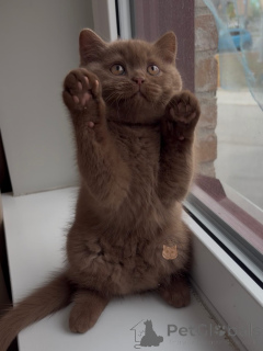 Zdjęcie №2 do zapowiedźy № 171101 na sprzedaż  kot brytyjski krótkowłosy - wkupić się Niemcy hodowca