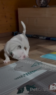 Zdjęcie №3. Przyjazne dla rodziny kieszonkowe szczenięta z łobuzem na sprzedaż!. USA