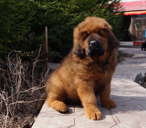 Zdjęcie №1. mastif tybetański - na sprzedaż w Samara | Bezpłatny | Zapowiedź №6637
