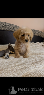 Zdjęcie №4. Sprzedam maltańczyk, pudel (krasnolud), maltipu w Paryż. hodowca - cena - 10524zł