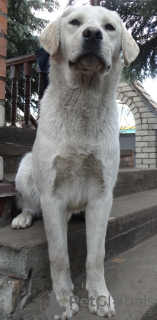 Zdjęcie №2 do zapowiedźy № 51327 na sprzedaż  labrador retriever - wkupić się Wielka Brytania od żłobka