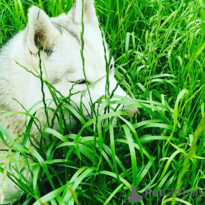 Dodatkowe zdjęcia: Siberian Husky szczeniaka