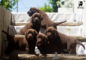 Zdjęcie №1. labrador retriever - na sprzedaż w Čelarevo | negocjowane | Zapowiedź №114046